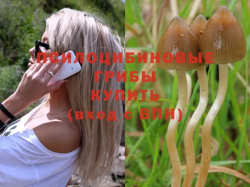 Галлюциногенные грибы Psilocybe  Ахтубинск 